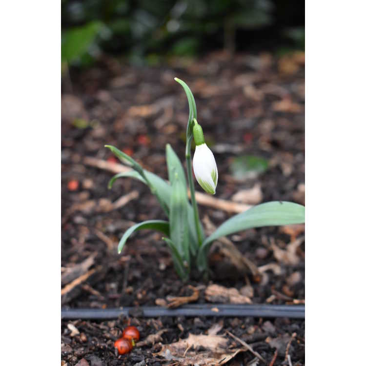 Galanthus elwesii 'Cedric's Prolific' - snowdrop