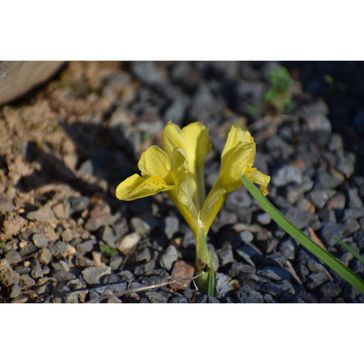 Iris [Reticulata Group] 'Sunshine'