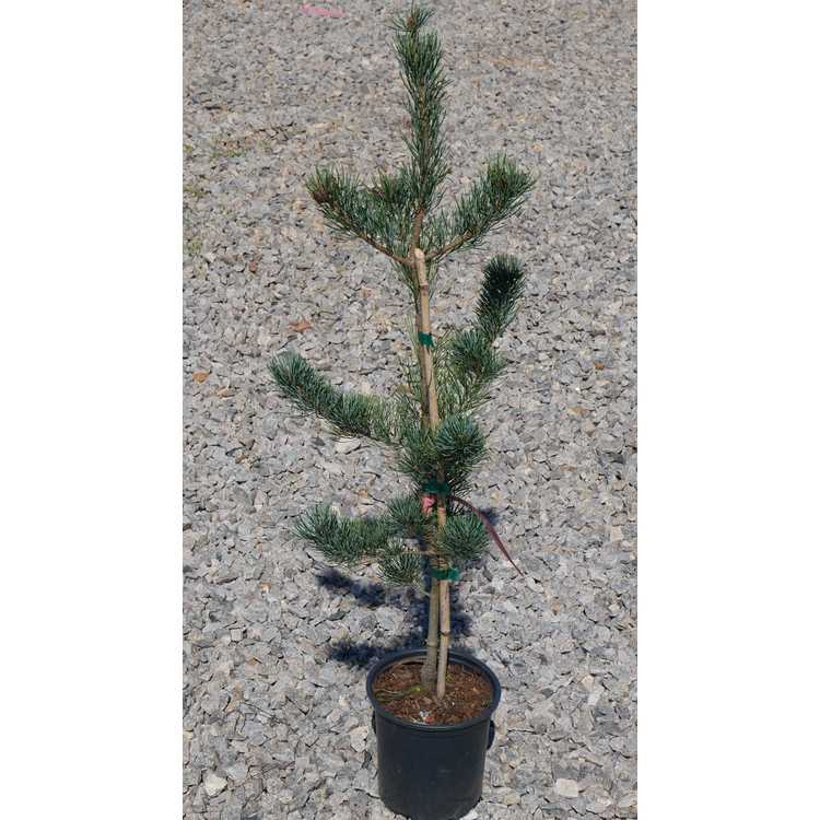 Pinus parviflora 'Glauca' - Japanese white pine