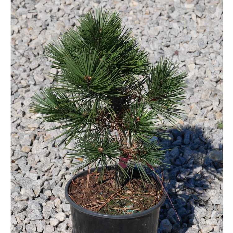 Pinus leucodermis 'Irish Bell'
