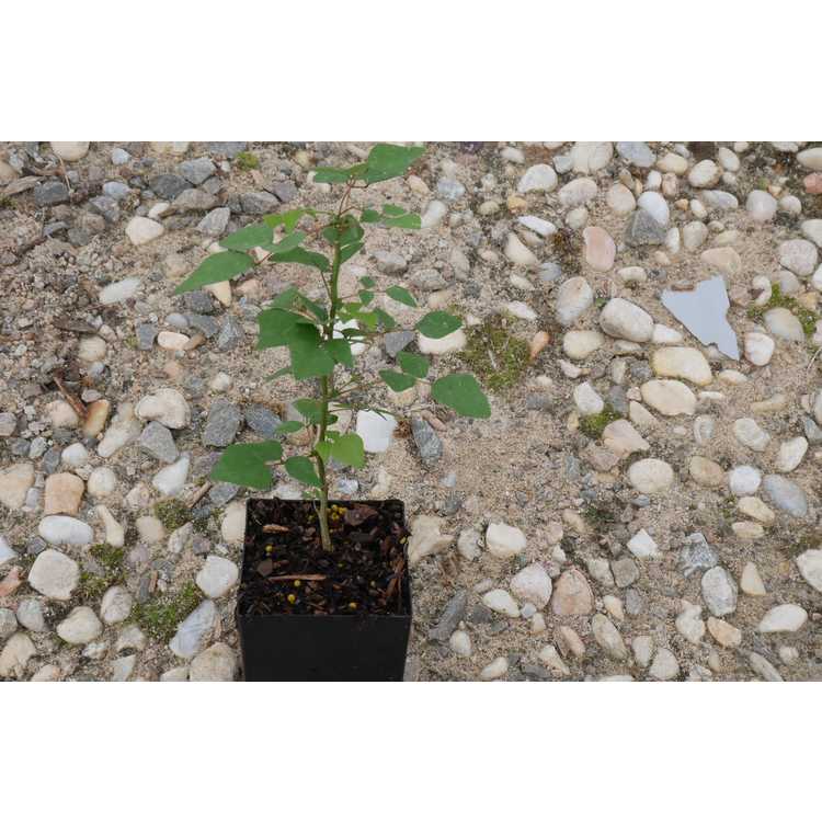 Erythrina herbacea - coral bean