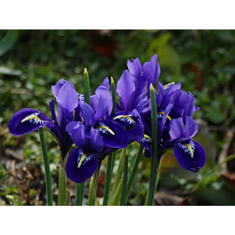 Iris [Reticulata Group] 'Pixie'