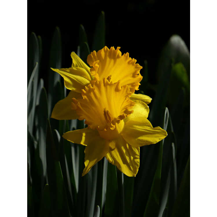 <em>Narcissus</em> 'Kassell's Gold'
