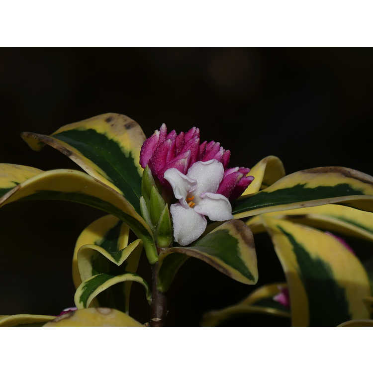 Daphne odora 'Mae-jima' - variegated winter daphne