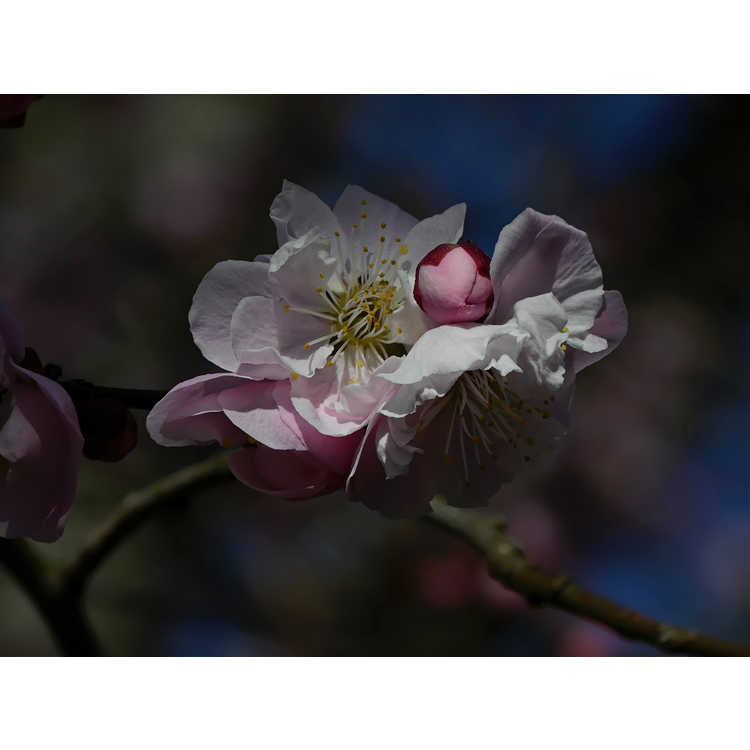 Prunus mume 'Okitsu-akabana'