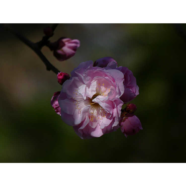 Prunus mume 'Dawn' - flowering apricot