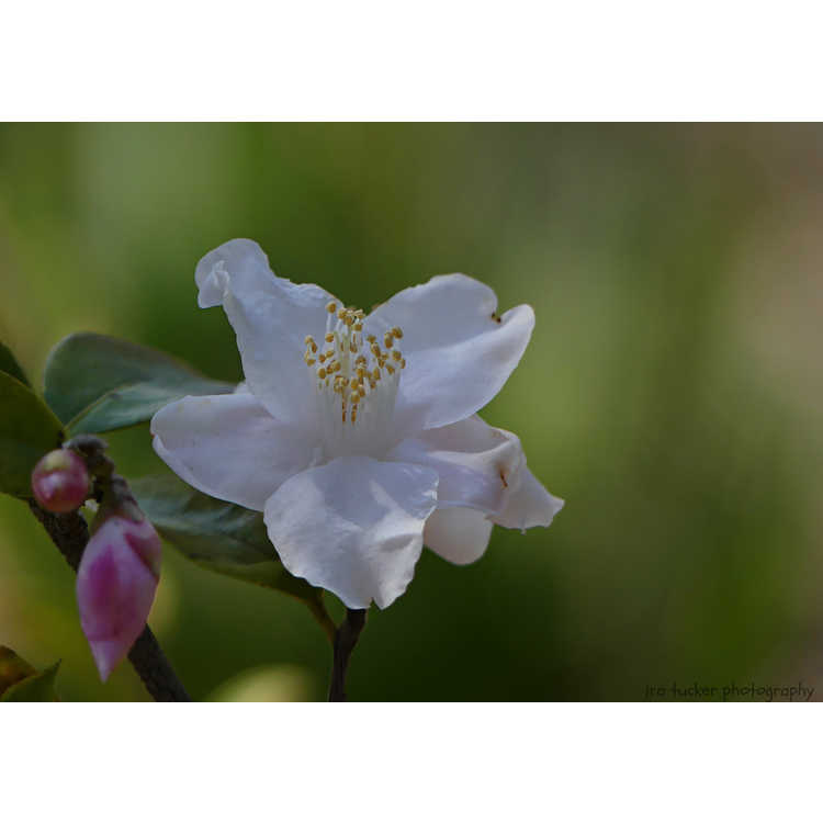 Camellia 'Snow Blizzard' - camellia