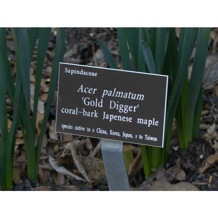 Acer palmatum 'Gold Digger'