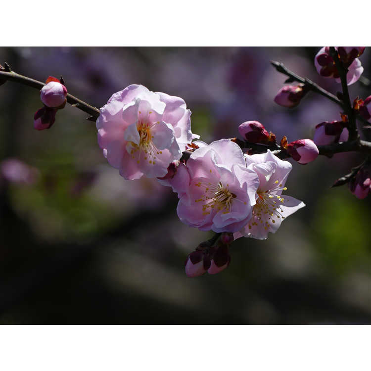 Prunus mume 'Okitsu-akabana' - Japanese flowering apricot