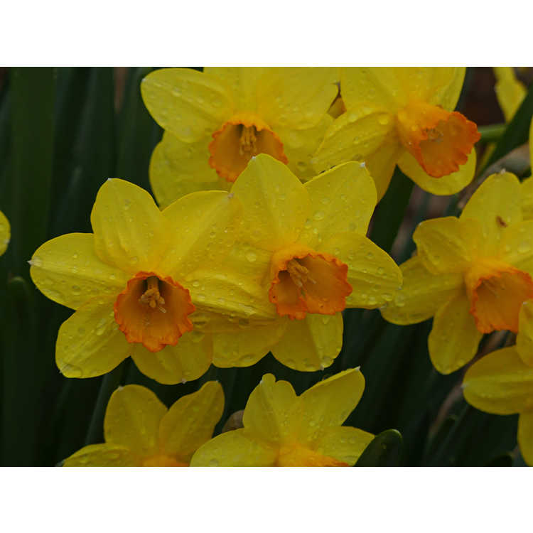 Narcissus 'Border Chief' - large-cupped daffodil