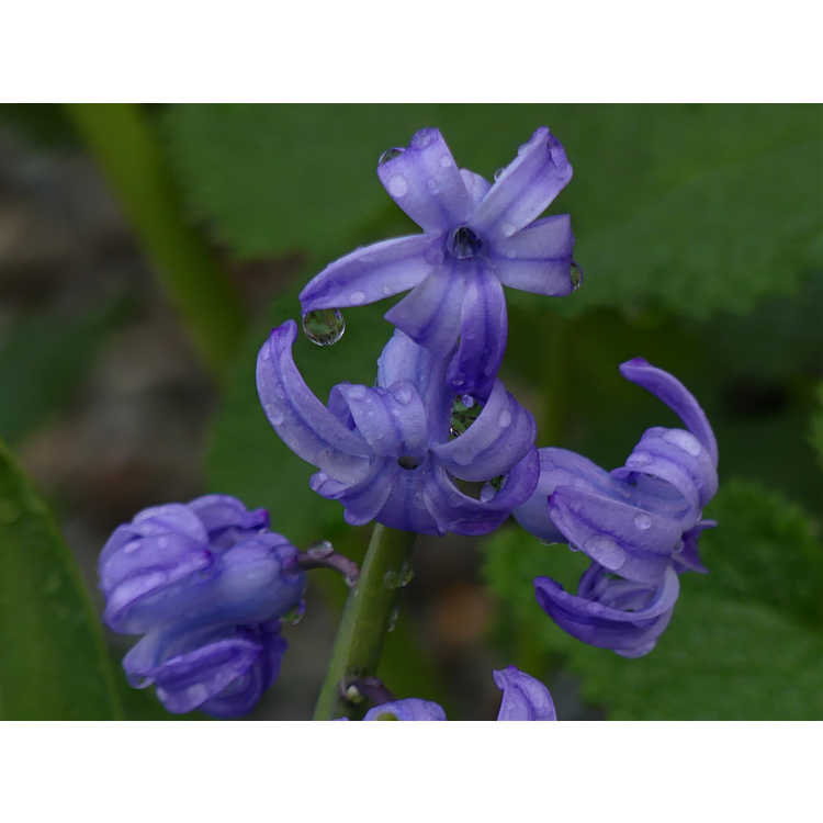 Hyacinthus orientalis 'Blue Festival' - garden hyacinth