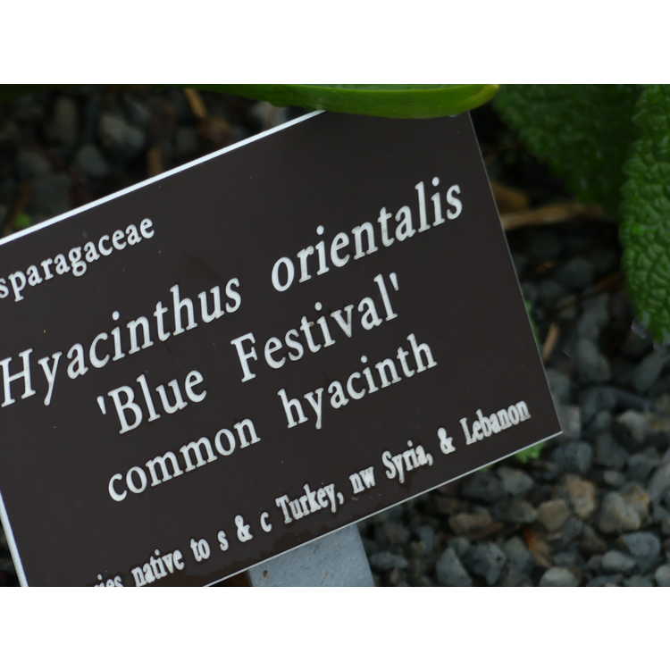 Hyacinthus orientalis 'Blue Festival' - garden hyacinth