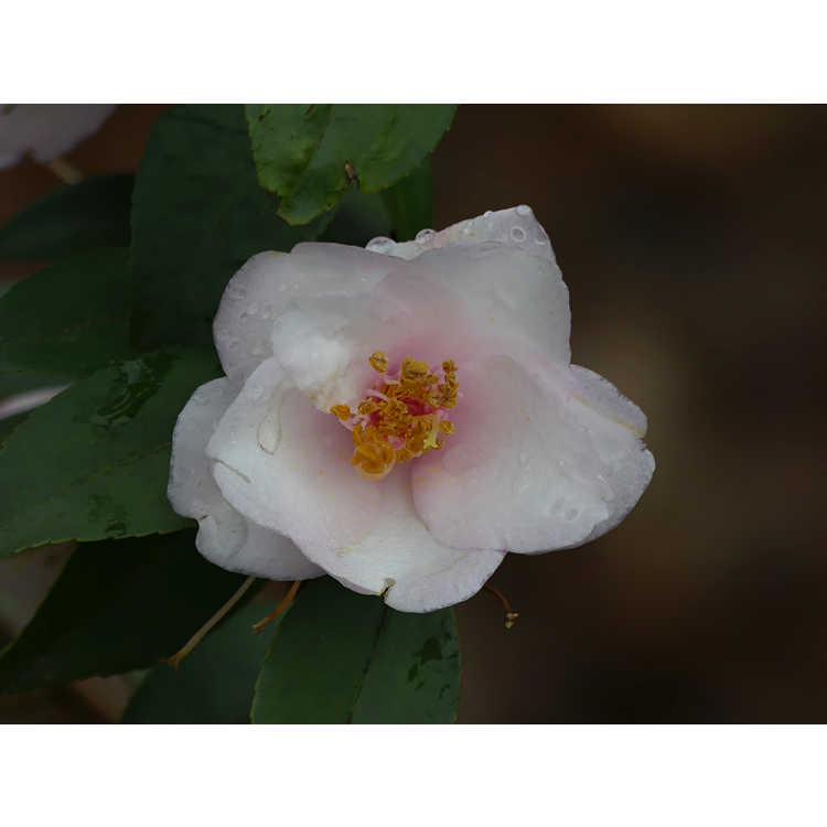Camellia 'Tiny Princess'