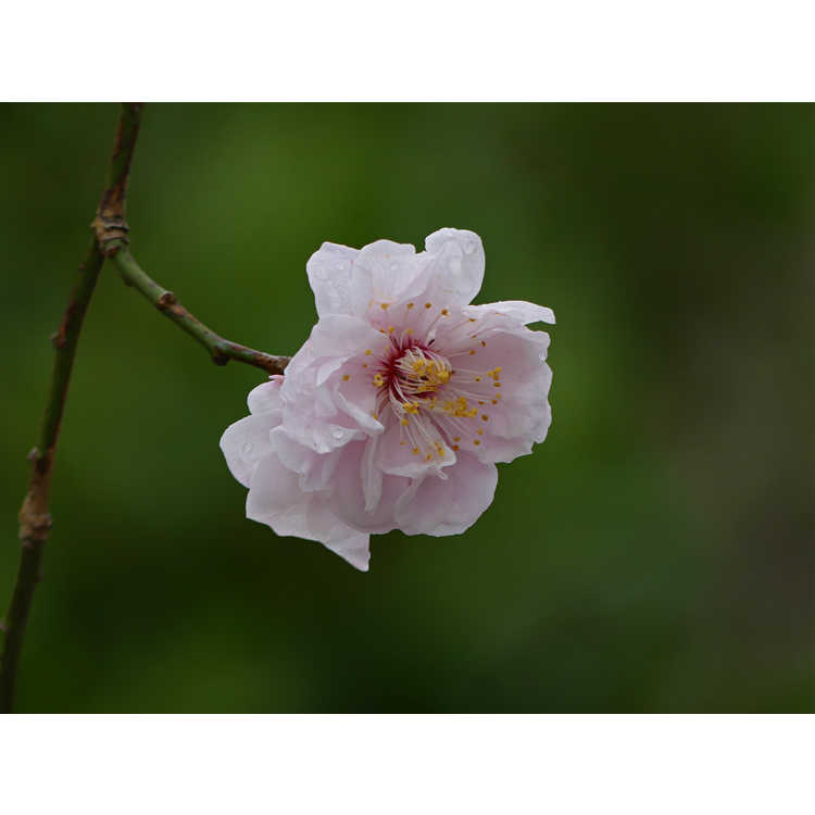 Prunus mume 'Dawn' - Japanese flowering apricot