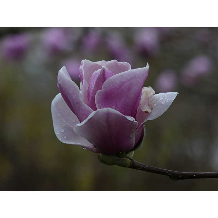 Magnolia ×soulangeana 'Opal' - hybrid magnolia