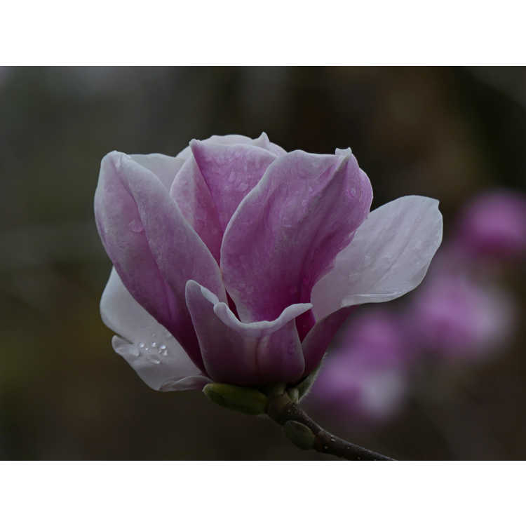 Magnolia soulangeana Opal