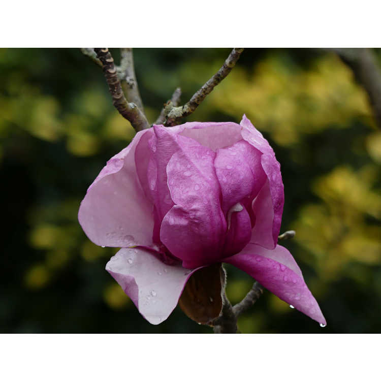 Magnolia Pink Delight