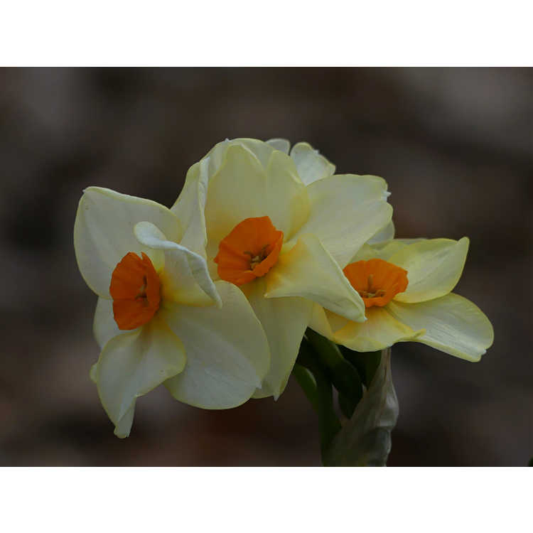 Narcissus Halvose