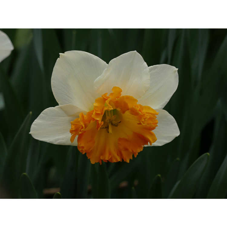 Narcissus Virginia Sunrise