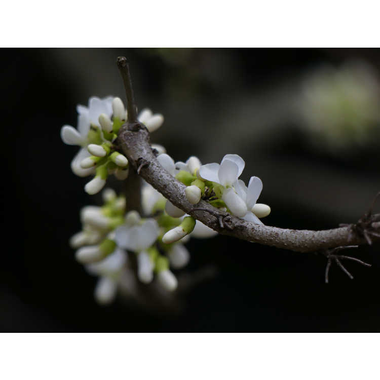 Cercis chinensis 'Shirobana' - white Chinese redbud 