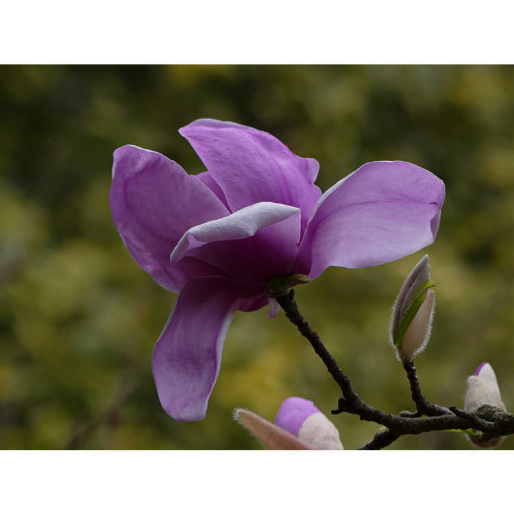 Magnolia 'Eskimo' - Kehr hybrid magnolia