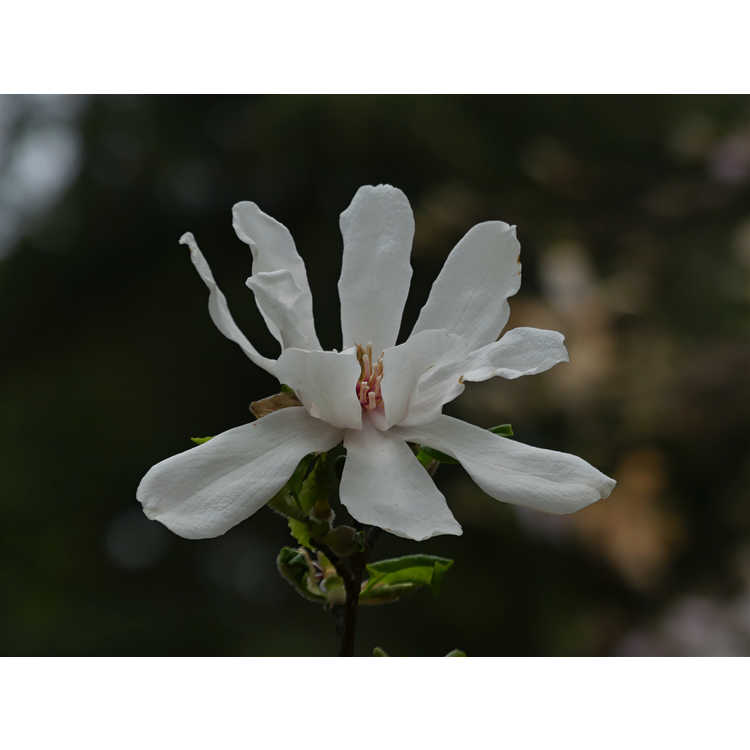 Magnolia Green Mist