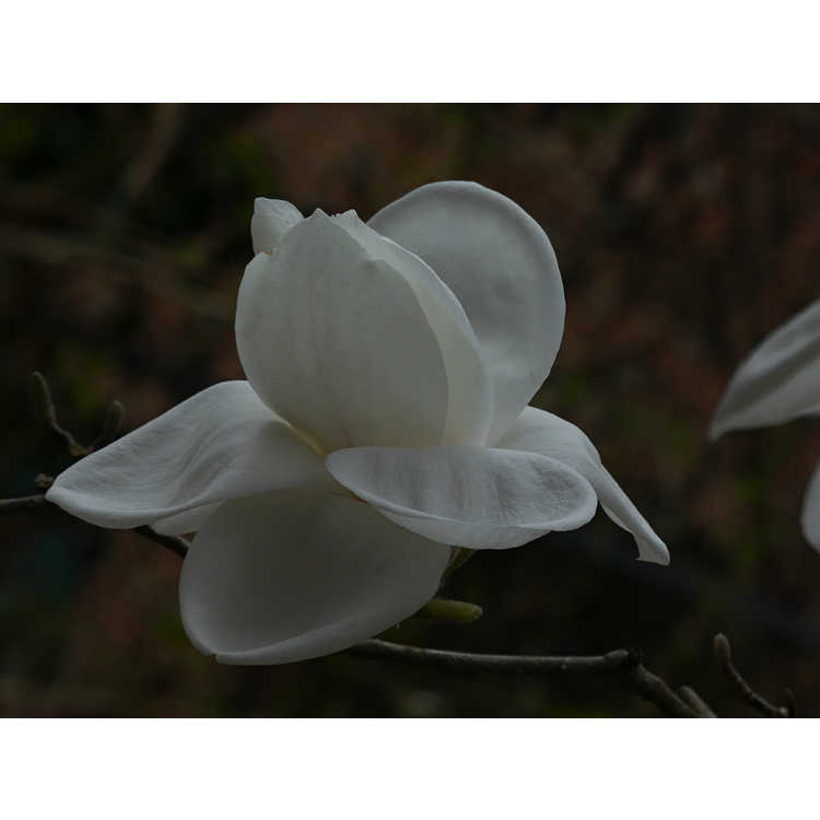 Magnolia 'Anticipation' - Kehr hybrid magnolia