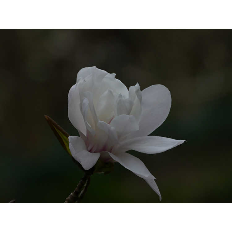 Magnolia loebneri Ballerina