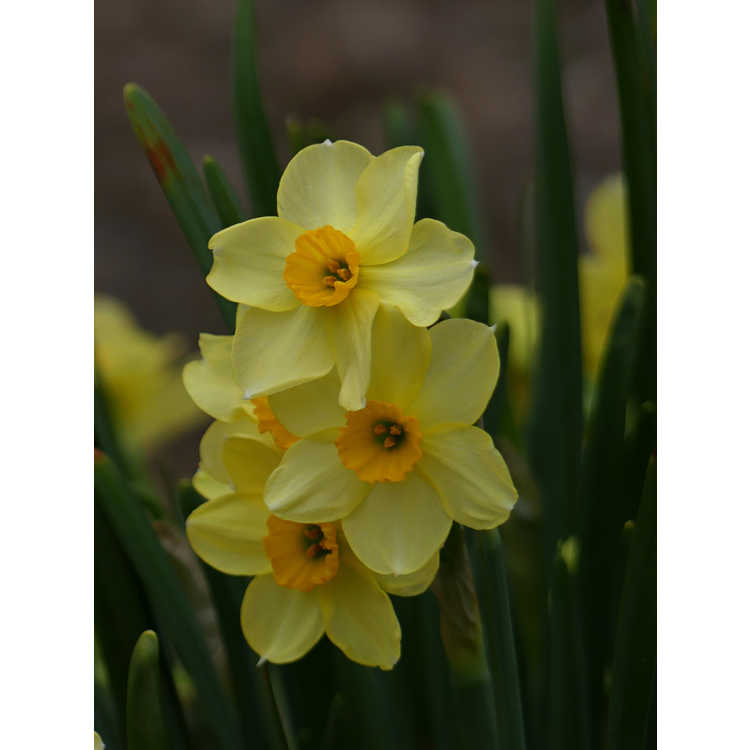 Narcissus 'Canarybird'