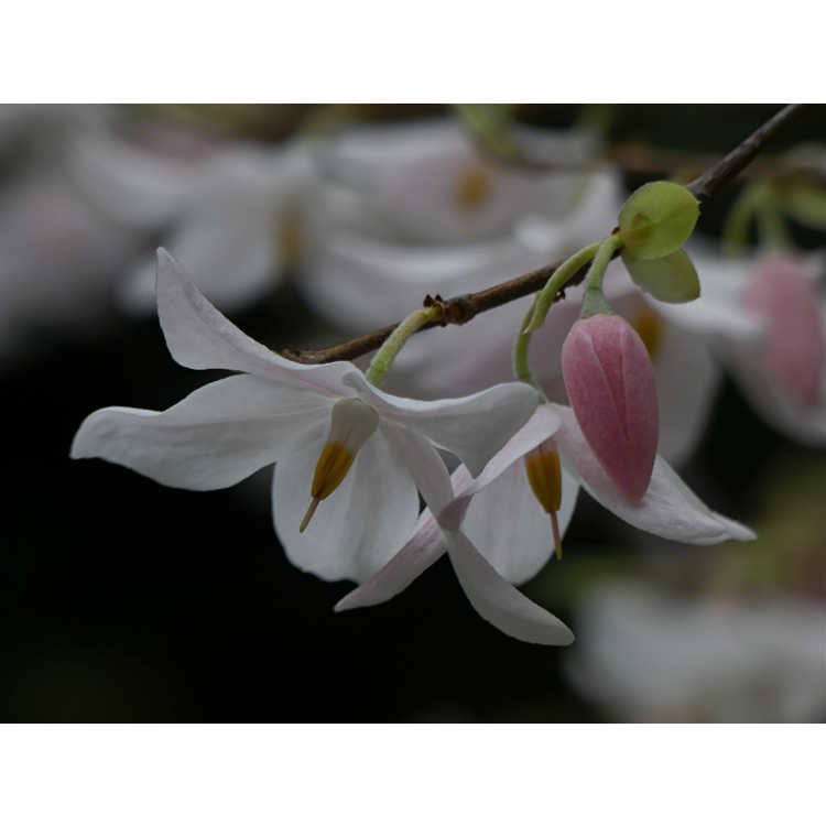 Melliodendron xylocarpum 'Momoka'