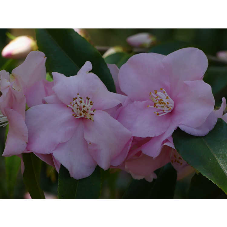 Camellia 'Blushing Fountains'
