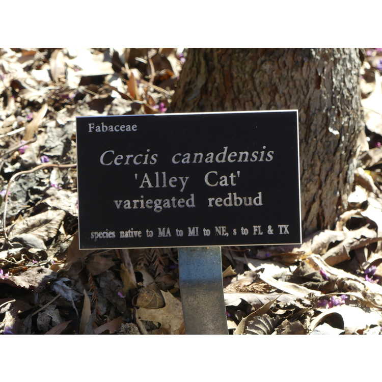 Cercis canadensis 'Alley Cat' - variegated redbud