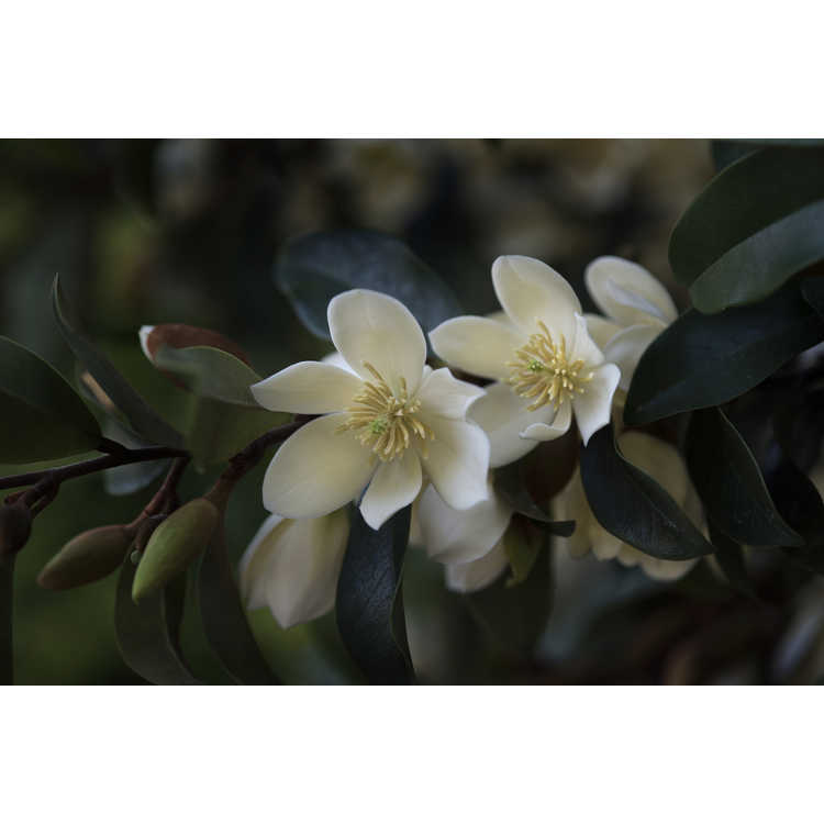 Magnolia 'Serendipity'