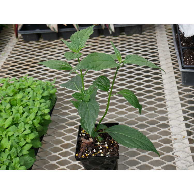 Salvia oxyphora - Bolivian sage