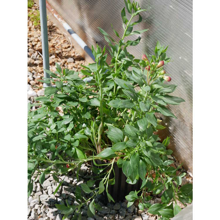 Alstroemeria ×hybrida 'PAS2052'