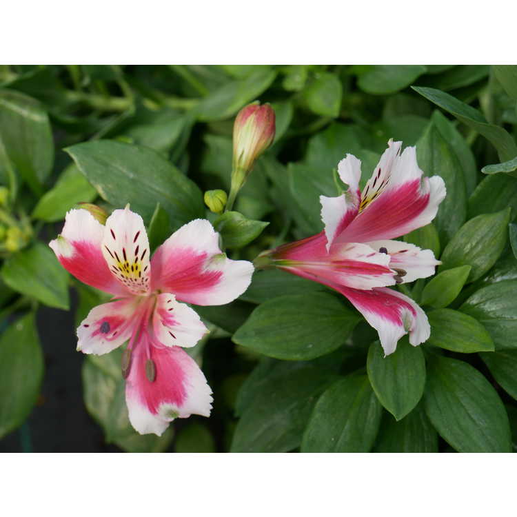 Alstroemeria ×hybrida 'Pas2052' - Jazze Rose Frost Peruvian lily