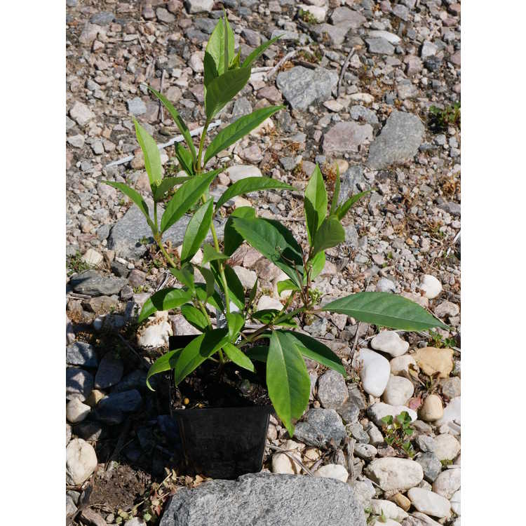 evergreen hydrangea