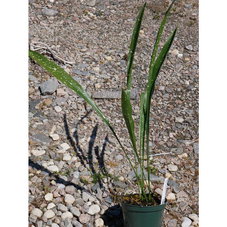 Aspidistra oblanceifolia 'Nagoya Stars' - speckled cast-iron plant