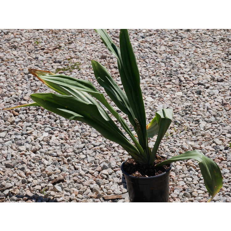 Rohdea japonica 'Yattazu Yan jaku' - sacred lily