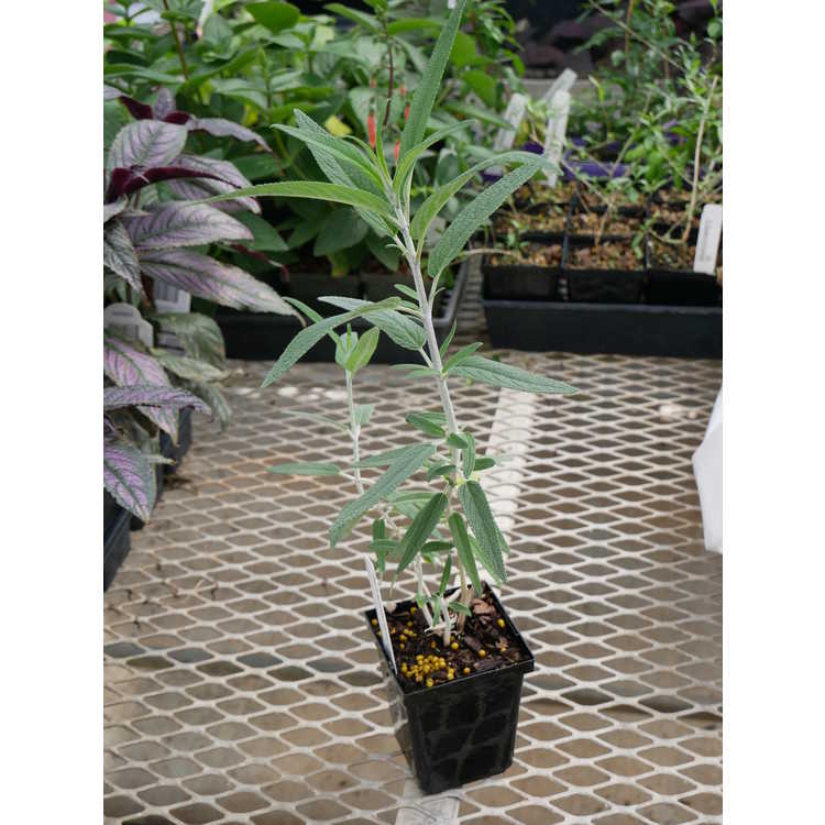 Salvia leucantha 'Midnight'