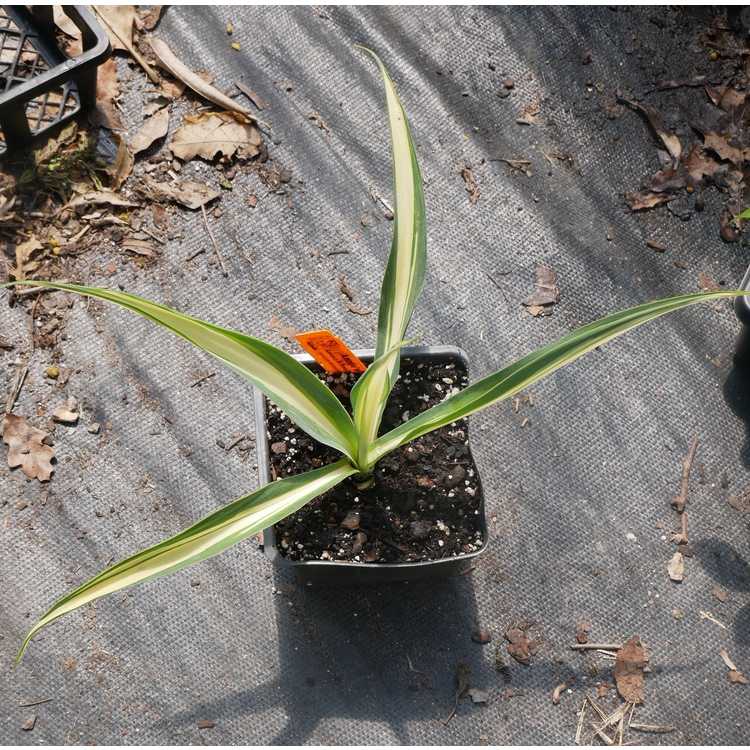 Beschorneria yuccoides 'Besys'
