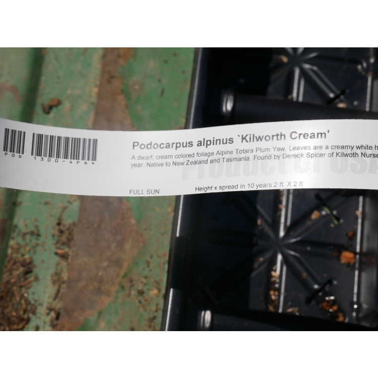 <em>Podocarpus nivalis</em> 'Kilworth Cream'