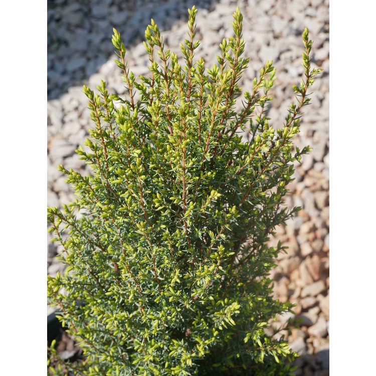 <em>Juniperus communis</em> 'Gold Cone'