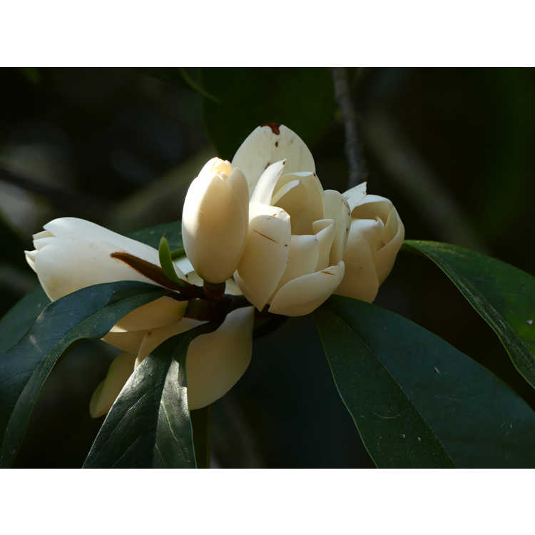 Magnolia (hybrid No. 3)