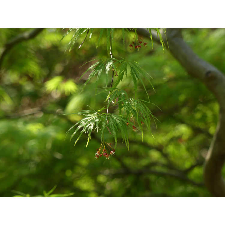 Acer palmatum Dissectum Viride