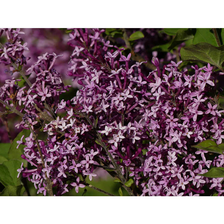 Syringa 'Smsjbp7' - Bloomerang Dark Purple re-blooming lilac