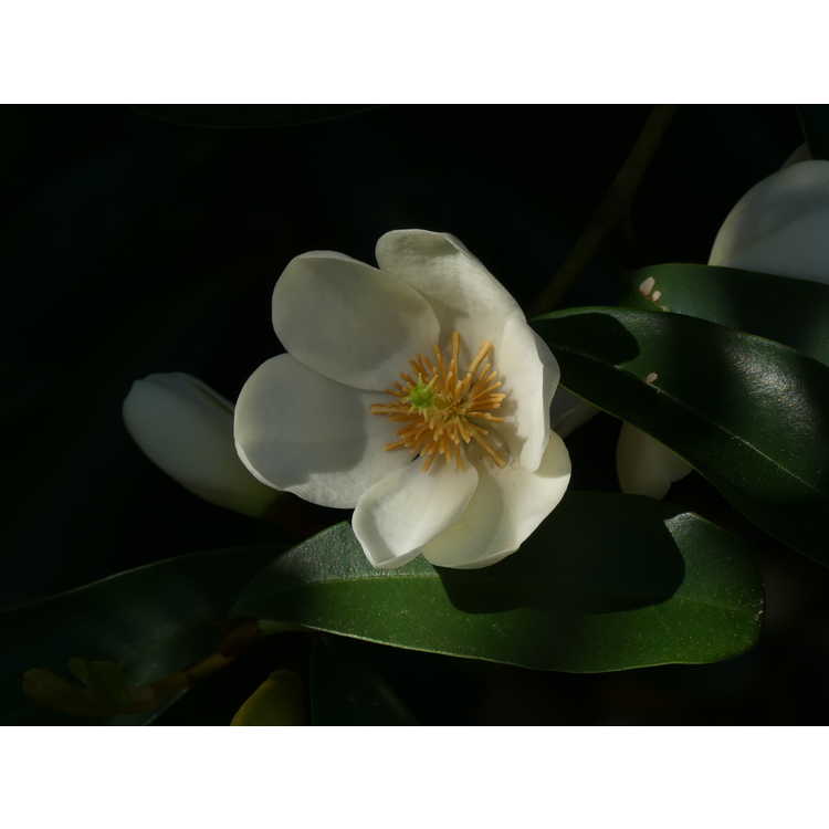 Magnolia laevifolia Snowbird