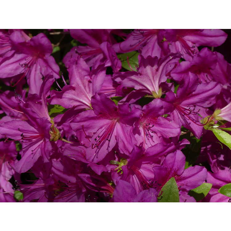 Rhododendron 'Congo' - Robin Hill azalea