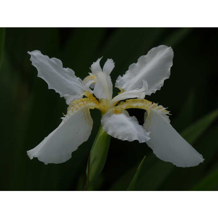 Iris tectorum 'Alba'