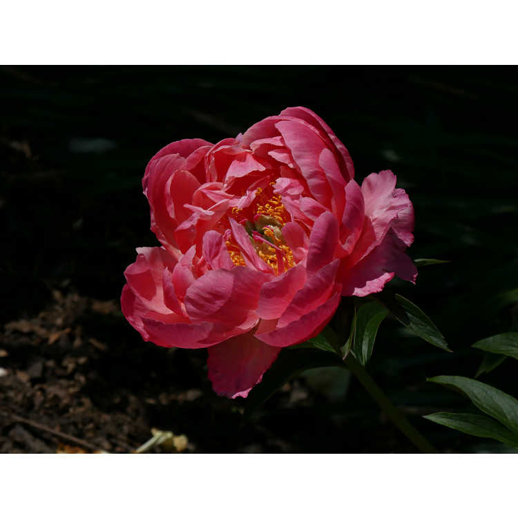 Paeonia 'Coral 'n Gold' - garden peony
